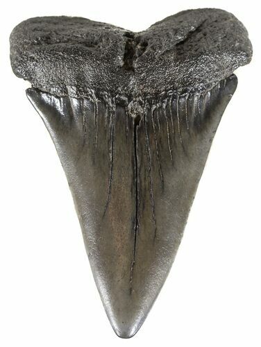 Large, Fossil Mako Shark Tooth - South Carolina #54150